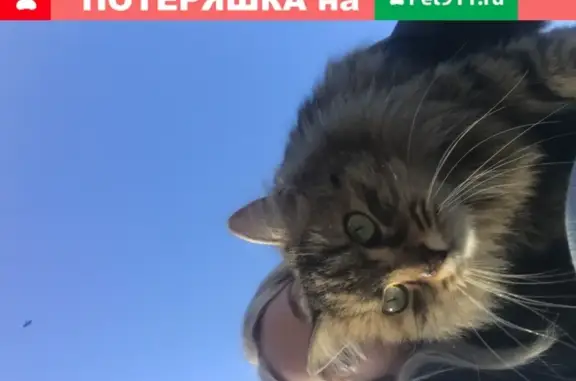 Найдена кошка у БЦ Кругозор, Москва, Обручева.