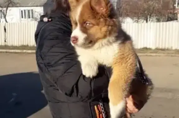Найден щенок Хаски на ул. Московский, Пенза