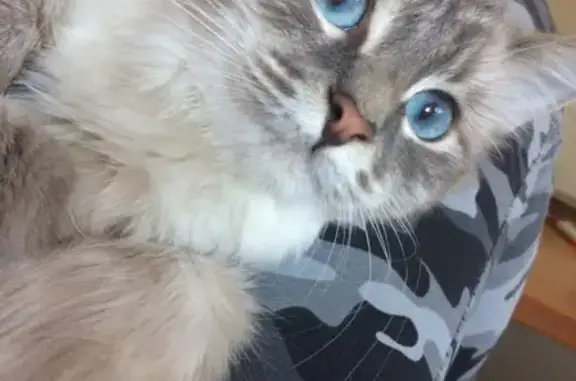 Кошки потеряшки, Тольятти, фото: Потеряшка кошка на бульваре Туполева, Тольятти