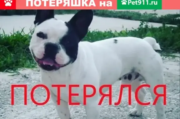 Пропала собака в Кирпичном посёлке, Волгоград.
