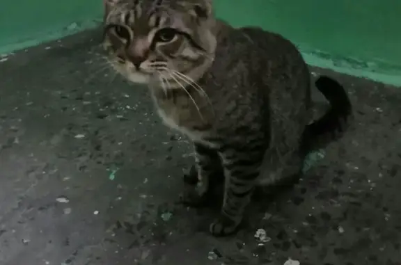 Найден кот на проезде Связи, 4 в Мурманске!