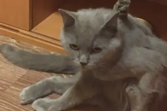 Найдена кошка на ул. Сирина, 76 в Ханты-Мансийске