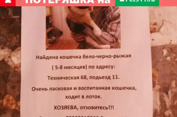 Найдена кошка на Сортировке, ул. Техническая