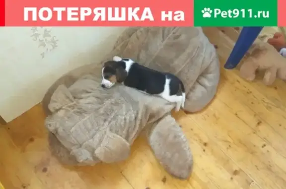 Пропал Бигль щенок в поселении Клёновское, Москва.