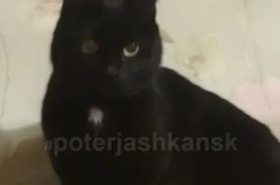 Найдена кошка в Дзержинском на ул. А. Лежена