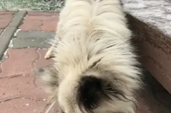 Найдена собака, Холм, фото: Найдена собака в Катунино, деревня Холм