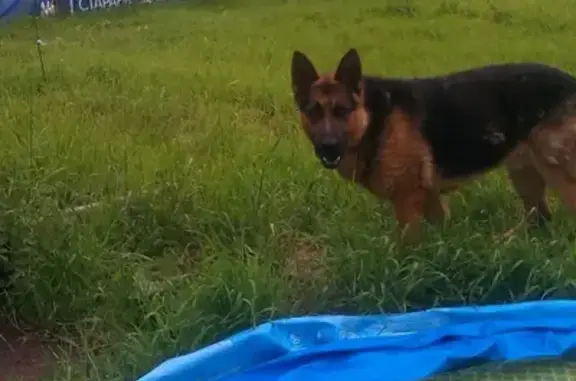 Собаки потеряшки, Нагорное Снт, фото: Потеряшка собака Малыш в Нагорном, Клин, Московская область