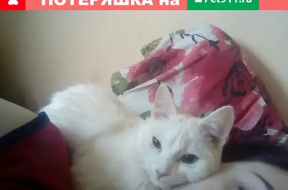 Пропала кошка по адресу Авроры 10 в Кемерово
