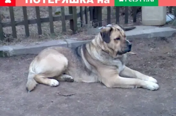 Пропала собака Бублик в Всеволожске