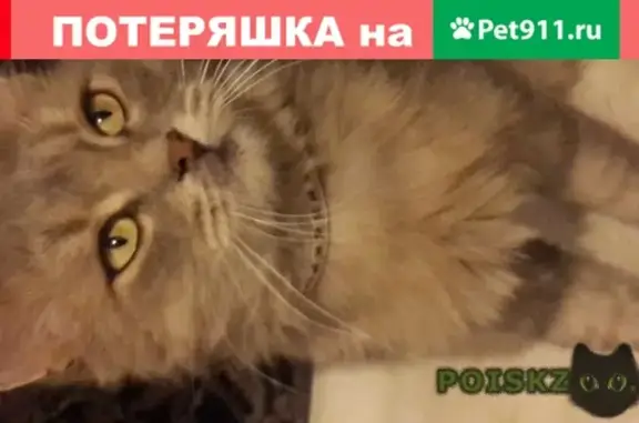 Найден домашний котик на ул. Флотской