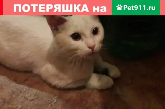 Найден белый кот с травмой в Саратове, ищу хозяина!