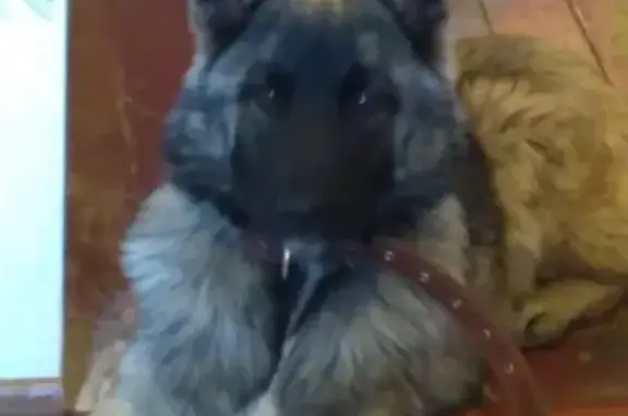 Собака найдена на Садовой, Екатеринбург