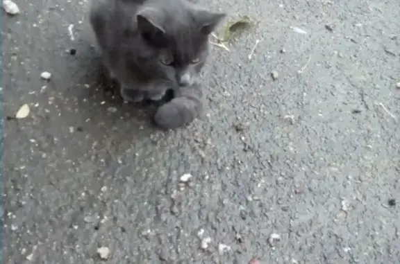 Найдена кошка на улице Тургенева 126