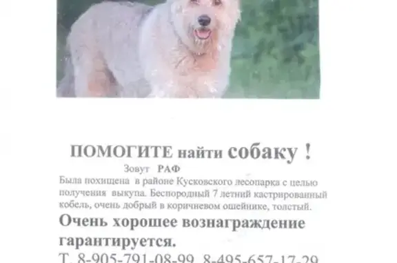 Пропала собака Бородатик на улице Михайлова