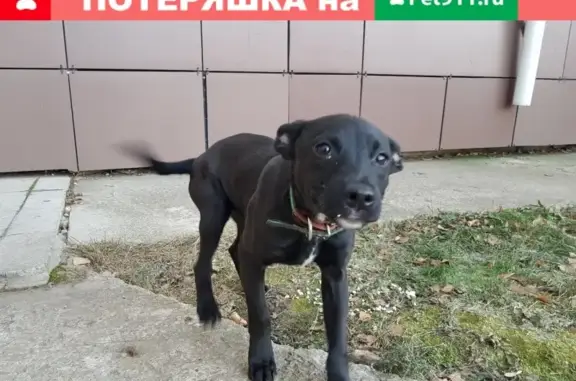 Собака найдена на ул. Шашина, Бугульма