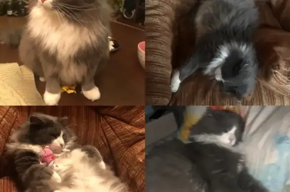 Кошки потеряшки, Тюмень, фото: Потеряшка кот Томас на ул. Кирова