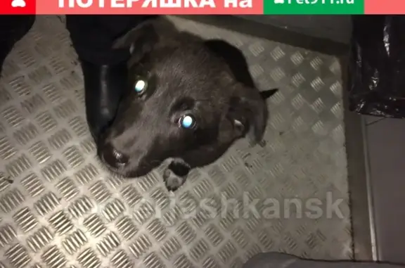 Пропала собака Грей на ул. Высоцкого в Новосибирске