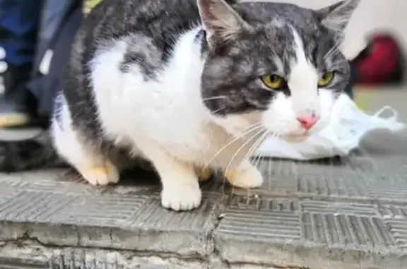Найден упитанный кот, ищем хозяев в Сыктывкаре, Орбита