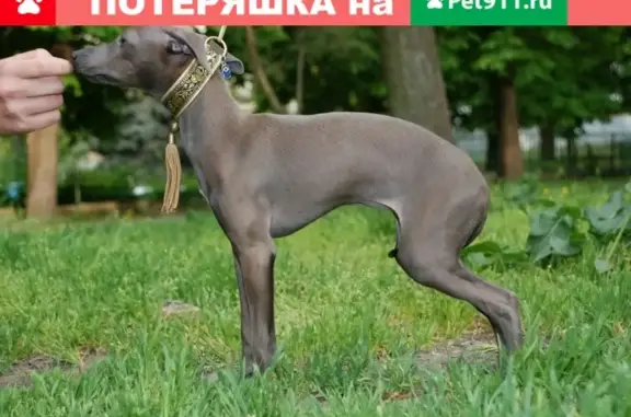 Найдена собака на ул. Зои Космодемьянской 26 в Мурманске