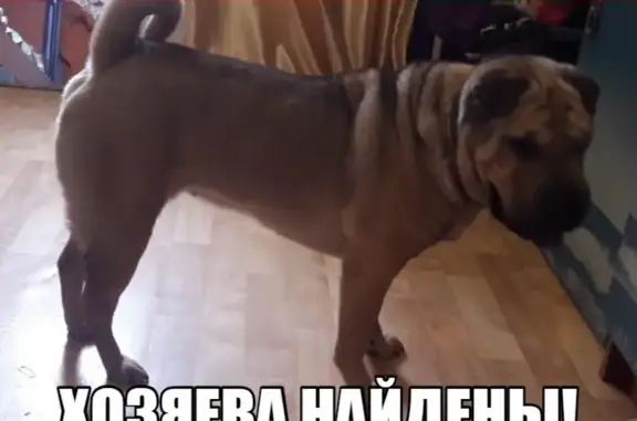 Найдена собака в Балашихе, ул. Свердлова