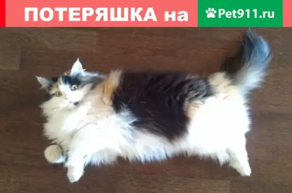 Пропала кошка на улице А.М. Горького в Саратове