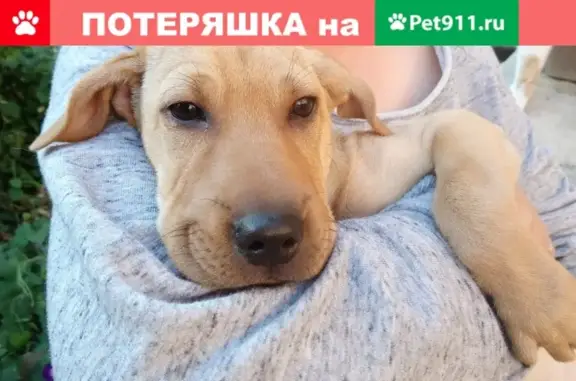 Найдена собака в Ростове: щенок метис шарпея ищет хозяев