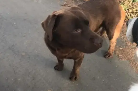 Найдена собака в Апрелевке на Железнодорожной улице