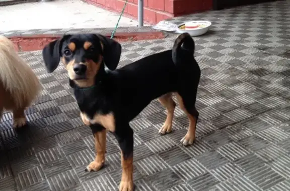Найдена черная собака в Кольцово