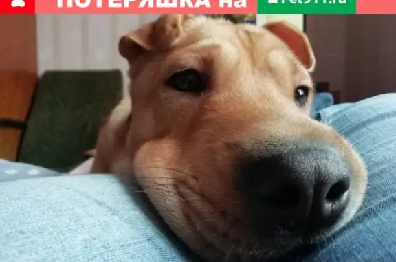Пропала рыжая собака в Солнечногорске