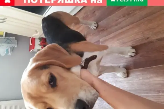 Найдена собака, Уфа, фото: Найдена собака на ул. Караидельской, Уфа