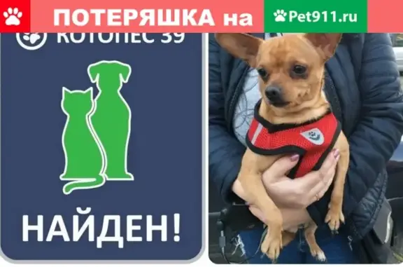 Найдена собака на улице Киевской 15.10