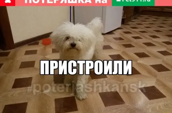 Найдена собака в Бердске без клейма