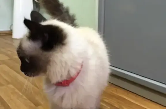 Приученная кошка без блох и глистов в Калуге на ул. Степана Разина
