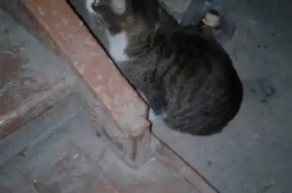 Найден кот на ул. Санаторная (Вторчермет, Екатеринбург)