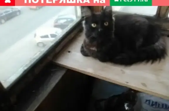 Пропала кошка в Орле на улице Тургенева