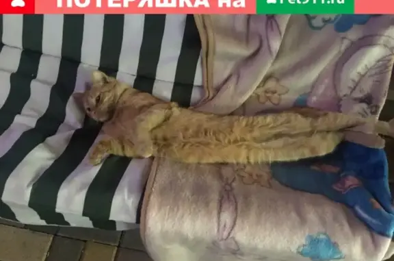 Пропал кот на Российской улице, октябрьский район
