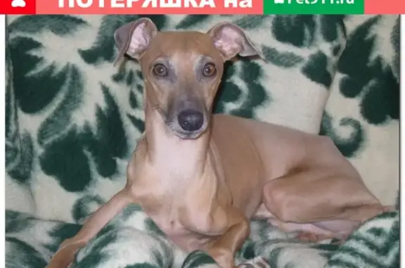 Пропала собака в Красноярске, Железнодорожный р-н, на дачах СНТ Родник, кличка Дофин