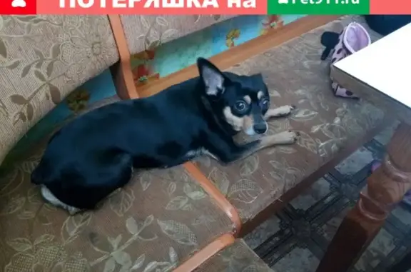 Пропала собака Джесси на улице Северная в Касёво (Республика Башкортостан)