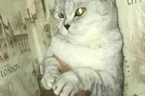 Кошки потеряшки, Дружба, фото: Потеряшка британская кошка на Береговой улице в Дружбе, вознаграждение.