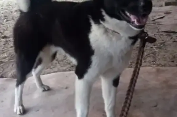 Пропала собака ГРОМ в Тимашевске, Краснодарский край