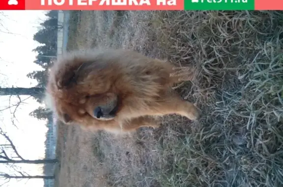 Собака чау-чау найдена в Ангарске, Иркутская область