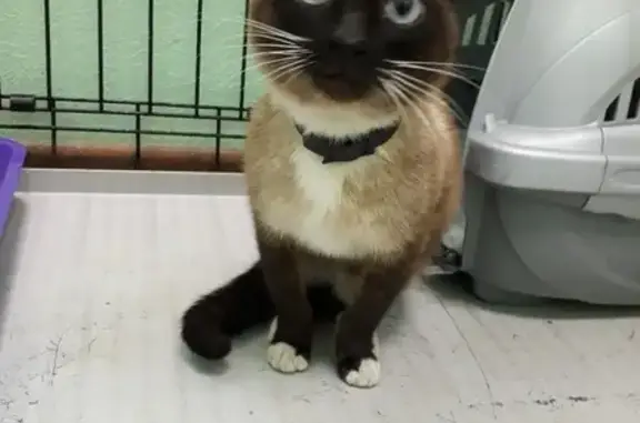 Найден тайский котик в Зябликово, ищет хозяев