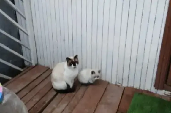 Найдена Бирманская кошка с котятами в Екатеринбурге
