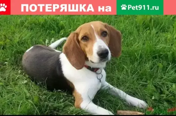Пропала собака в с. Солнцево, Орловская область