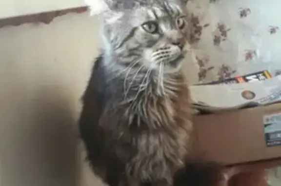 Найдена кошка в Краснодаре на ул. 1 мая