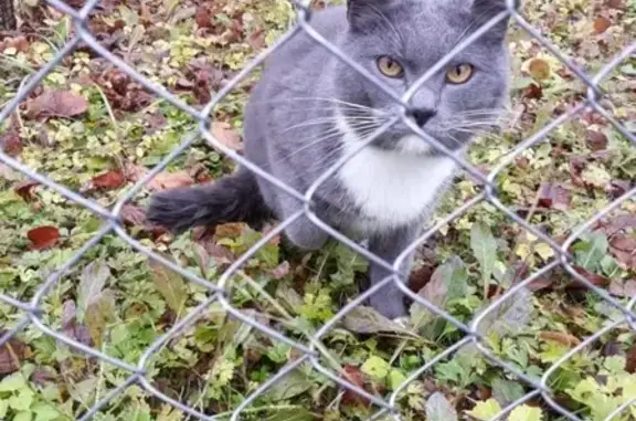 Найдена кошка в Румянцево, Московская область
