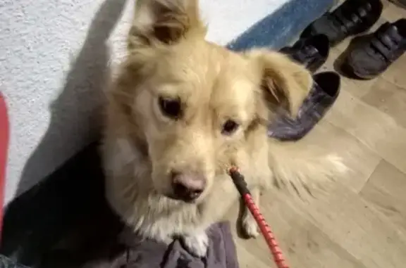 Собака найдена около магазина Амиталь в 27-м микрорайоне Липецка.