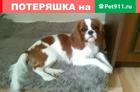 Пропала собака в Звенигороде, ищут владельцев.