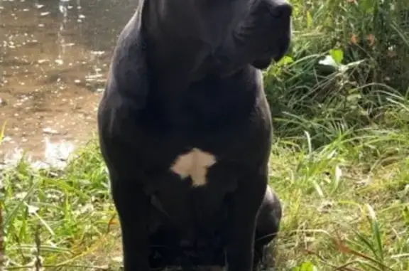 Пропала клубная собака породы Кане Корсо в Москве, Басманный район, 3 ноября 2018 года.