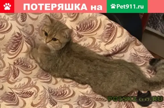 Найдена кошка в Москве